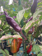 Load image into Gallery viewer, Tiger Jalapeño (Pepper Seeds)