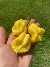 Load image into Gallery viewer, Créme Douglah (Pepper Seeds)