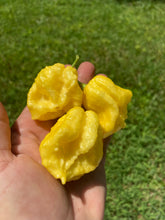 Load image into Gallery viewer, Créme Douglah (Pepper Seeds)
