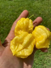 Load image into Gallery viewer, Créme Douglah (Pepper Seeds)
