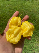 Load image into Gallery viewer, Créme Douglah (Pepper Seeds)