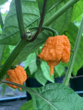 Load image into Gallery viewer, Orange Creamo (BOC X Primo Orange)(Pepper Seeds)