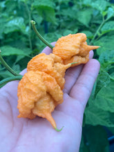 Load image into Gallery viewer, Orange Creamo (BOC X Primo Orange)(Pepper Seeds)