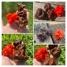 Load image into Gallery viewer, 7 Pot Defcon Red (Pepper Seeds)