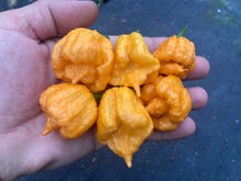 Load image into Gallery viewer, Orange Creamo (BOC X Primo Orange)(Pepper Seeds)