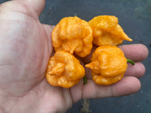 Load image into Gallery viewer, Orange Creamo (BOC X Primo Orange)(Pepper Seeds)