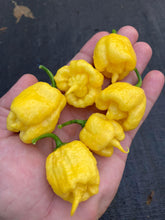 Load image into Gallery viewer, “Creamo” B.O.C. X Primo (Cream) Pepper Seeds