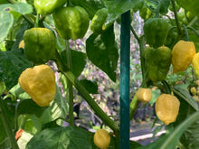 Load image into Gallery viewer, Kokomo Cream Bonnet (Pepper Seeds)
