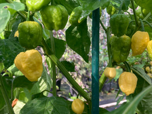 Kokomo Cream Bonnet (Pepper Seeds)