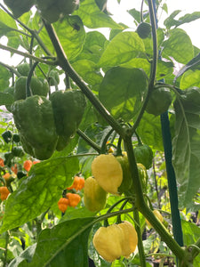 Kokomo Cream Bonnet (Pepper Seeds)