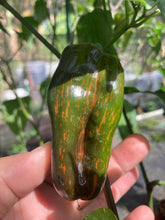 Load image into Gallery viewer, Ancho L Pinky (Pepper Seeds)(Variegated)