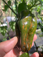 Load image into Gallery viewer, Ancho L Pinky (Pepper Seeds)(Variegated)
