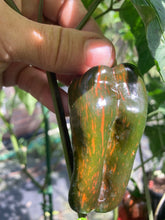 Load image into Gallery viewer, Ancho L Pinky (Pepper Seeds)(Variegated)