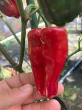 Load image into Gallery viewer, Ancho L Pinky (Pepper Seeds)(Variegated)