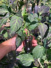 Load image into Gallery viewer, Ancho L Pinky (Pepper Seeds)(Variegated)
