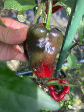 Load image into Gallery viewer, Ancho L Pinky (Pepper Seeds)(Variegated)