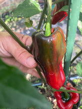 Load image into Gallery viewer, Ancho L Pinky (Pepper Seeds)(Variegated)