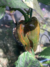 Load image into Gallery viewer, Ancho L Pinky (Pepper Seeds)(Variegated)