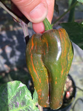 Load image into Gallery viewer, Ancho L Pinky (Pepper Seeds)(Variegated)