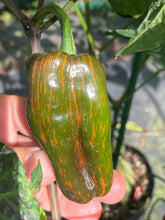 Load image into Gallery viewer, Ancho L Pinky (Pepper Seeds)(Variegated)