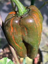 Load image into Gallery viewer, Ancho L Pinky (Pepper Seeds)(Variegated)