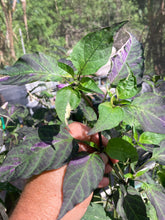 Load image into Gallery viewer, Ancho L Pinky (Pepper Seeds)(Variegated)
