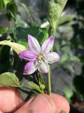 Load image into Gallery viewer, Ancho L Pinky (Pepper Seeds)(Variegated)