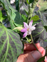 Load image into Gallery viewer, Ancho L Pinky (Pepper Seeds)(Variegated)