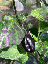 Load image into Gallery viewer, Ancho L Pinky (Pepper Seeds)(Variegated)