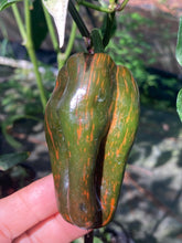 Load image into Gallery viewer, Ancho L Pinky (Pepper Seeds)(Variegated)