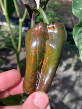 Load image into Gallery viewer, Ancho L Pinky (Pepper Seeds)(Variegated)