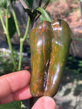 Load image into Gallery viewer, Ancho L Pinky (Pepper Seeds)(Variegated)