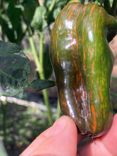 Load image into Gallery viewer, Ancho L Pinky (Pepper Seeds)(Variegated)