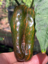 Load image into Gallery viewer, Ancho L Pinky (Pepper Seeds)(Variegated)
