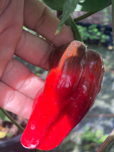 Load image into Gallery viewer, Ancho L Pinky (Pepper Seeds)(Variegated)
