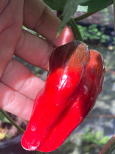 Load image into Gallery viewer, Ancho L Pinky (Pepper Seeds)(Variegated)