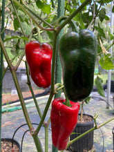 Load image into Gallery viewer, Ancho L Pinky (Pepper Seeds)(Variegated)