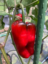 Load image into Gallery viewer, Ancho L Pinky (Pepper Seeds)(Variegated)