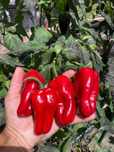 Load image into Gallery viewer, Ancho L Pinky (Pepper Seeds)(Variegated)