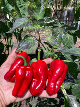 Load image into Gallery viewer, Ancho L Pinky (Pepper Seeds)(Variegated)