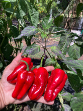 Load image into Gallery viewer, Ancho L Pinky (Pepper Seeds)(Variegated)