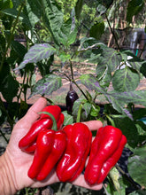 Load image into Gallery viewer, Ancho L Pinky (Pepper Seeds)(Variegated)