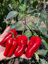 Load image into Gallery viewer, Ancho L Pinky (Pepper Seeds)(Variegated)