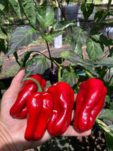 Load image into Gallery viewer, Ancho L Pinky (Pepper Seeds)(Variegated)