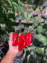 Load image into Gallery viewer, Ancho L Pinky (Pepper Seeds)(Variegated)