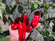 Load image into Gallery viewer, Ancho L Pinky (Pepper Seeds)(Variegated)