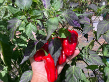 Load image into Gallery viewer, Ancho L Pinky (Pepper Seeds)(Variegated)