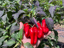 Load image into Gallery viewer, Ancho L Pinky (Pepper Seeds)(Variegated)