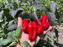 Load image into Gallery viewer, Ancho L Pinky (Pepper Seeds)(Variegated)