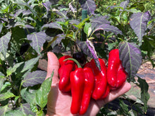 Load image into Gallery viewer, Ancho L Pinky (Pepper Seeds)(Variegated)